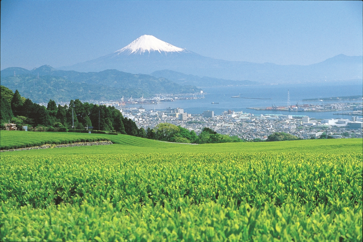 茶畑と富士山